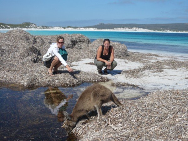 Roos on the beach in Lucky Bay