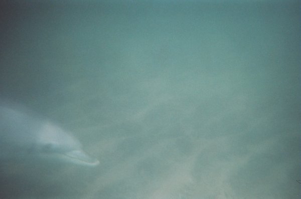 dolphin from bunbury
