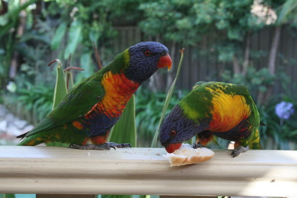 Friendly birds at V and B's | Photo