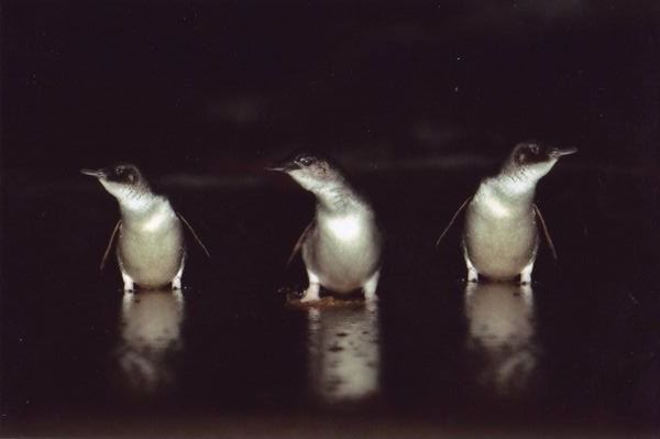 Penguins on phillip island