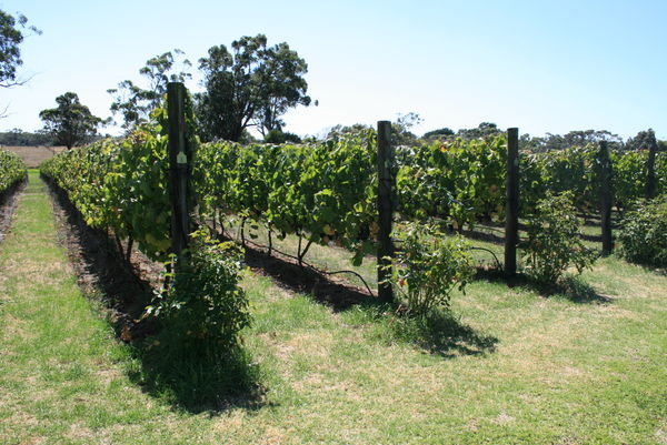 lyre bird hill winery