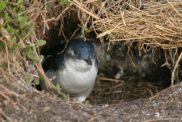 Little penguin - Phillip Island
