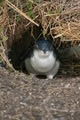 Little penguin - Phillip Island