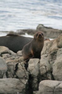 The Fur Seals