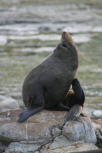 The Fur Seals