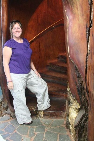 Climbing the stairs inside a kauri log