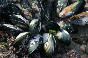 Mussels just waiting to be picked