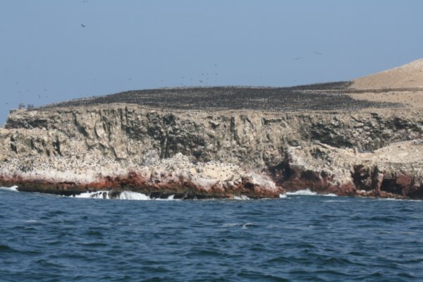 Animals in the Â´poor mans galapagosÂ´