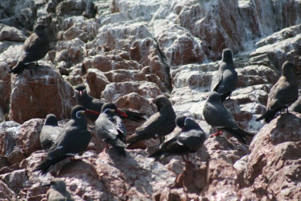 Animals in the Â´poor mans galapagosÂ´