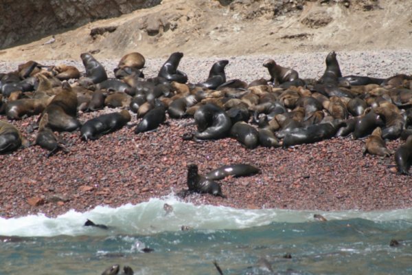 Animals in the Â´poor mans galapagos
