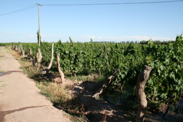 MendozaÂ´s wine region