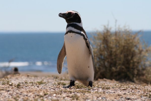 Animals nr Puerto Madryn