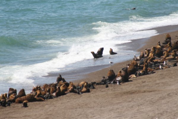 Animals nr Puerto Madryn 