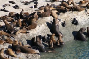 Animals nr Puerto Madryn 
