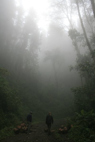 Walking in Cocora