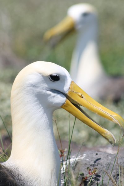 Big Bird, the waved albatross