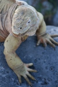 A land iguana stares us down