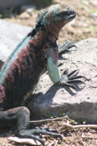 Bright colours of Española's marine iguana