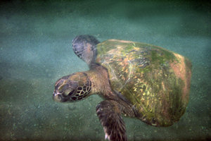 A sea turtle checks us out
