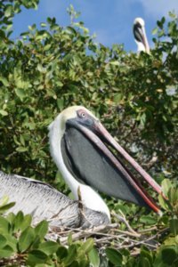 Nesting pelicans, Santiago Island