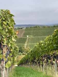 Mosel vines