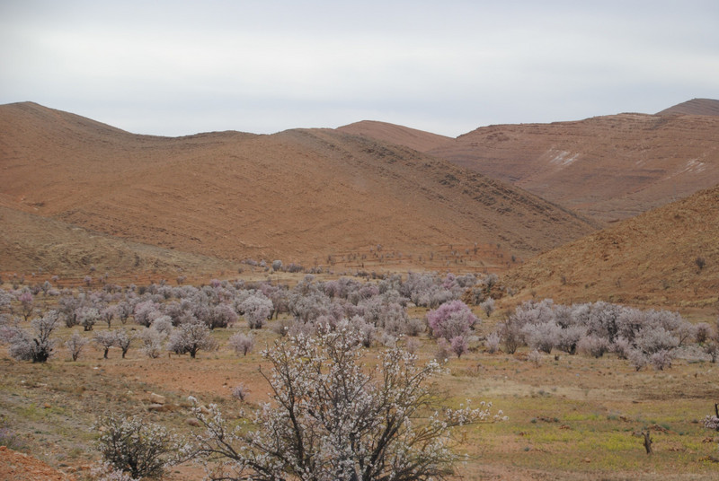 Varying shades of almond blossom