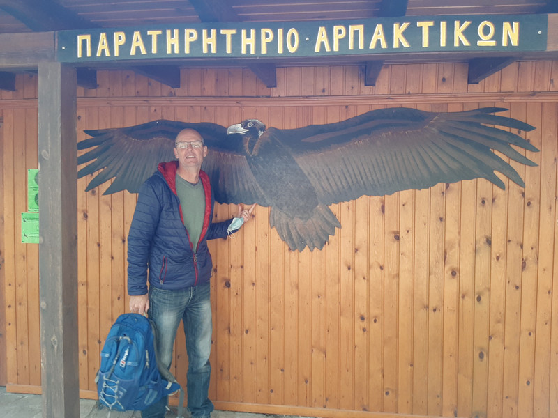 Black vulture, actual size