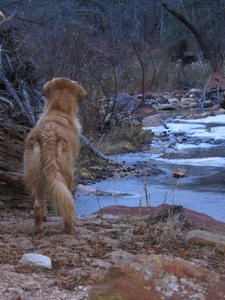 Gus looking up the Oak Creek Canyon