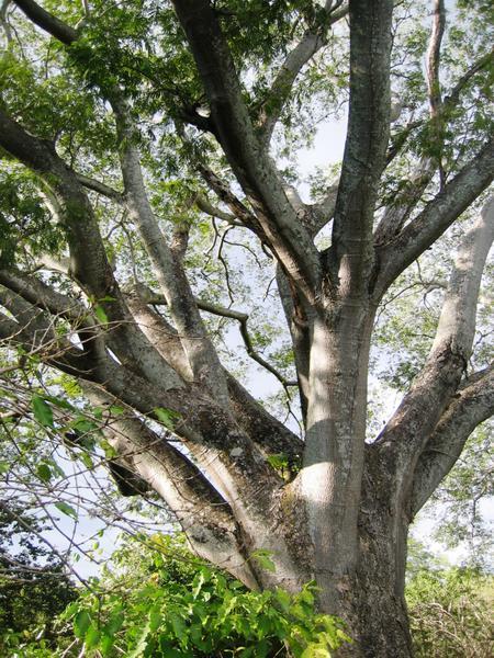 500 year olfguanacaste tree