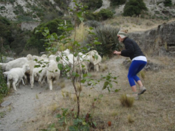 amanda trying to herd the sheep