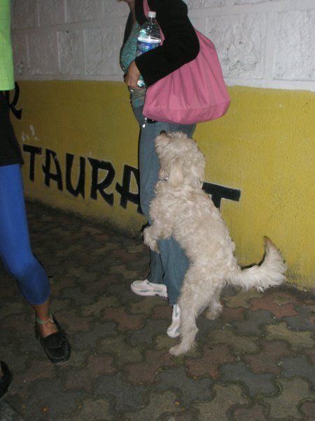Bun Bun being humped by a dog on the street the first night