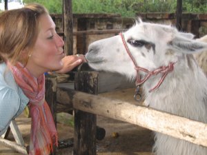 kissing a llama
