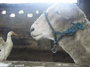 duck meets lamb