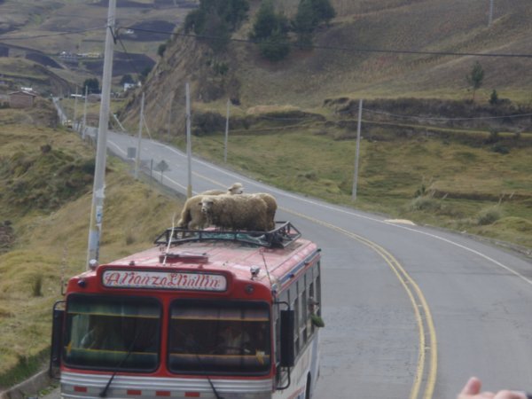 a typical ecuadorian way to transport sheep