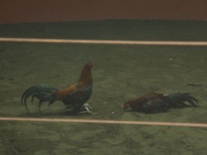 the fight is over when the rooster's beak hits the ground