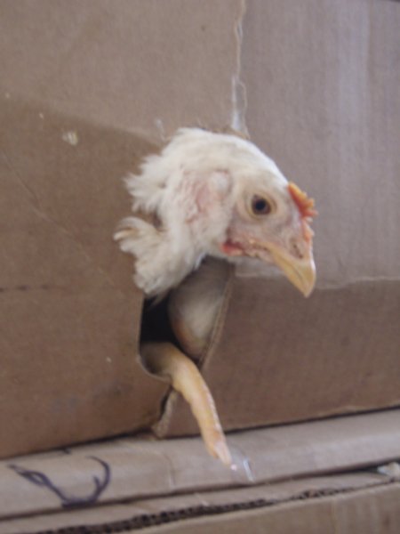 chicken trying to get out of its box