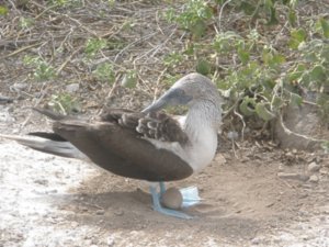 blue footed boobie protecting its egg