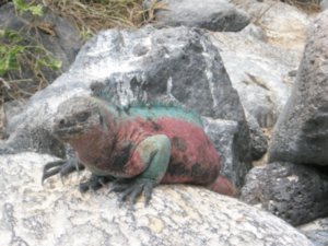 red iguana