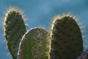 soft spined cactus