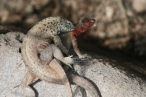 lizards mating