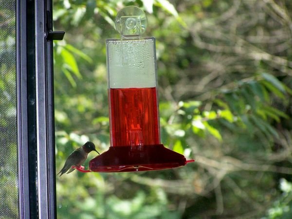 We have lots of humming birds