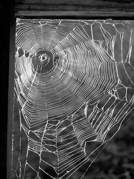 The work of an energetic spider, and the dew of mother nature.
