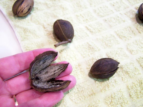 Our lesson on hickory nuts: