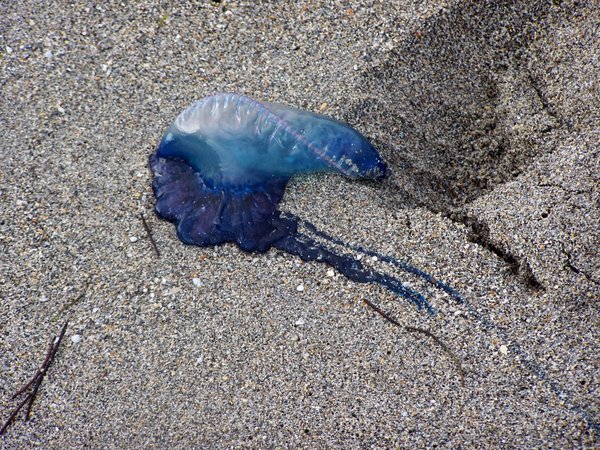 The Blue Jellyfish Sting And It S Very Painful Photo