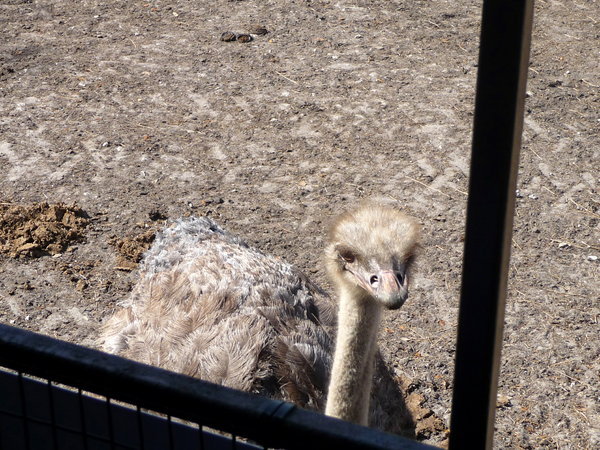 This ostrich came up to the buggy