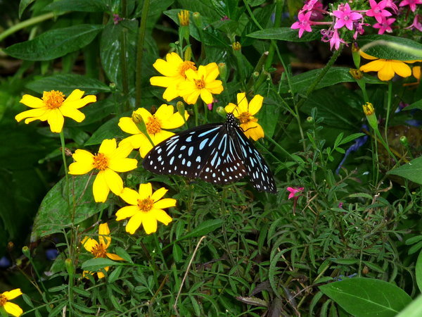 This butterfly is sky blue.