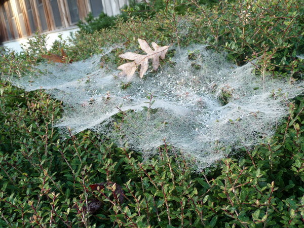 Another web on a dewey morning...
