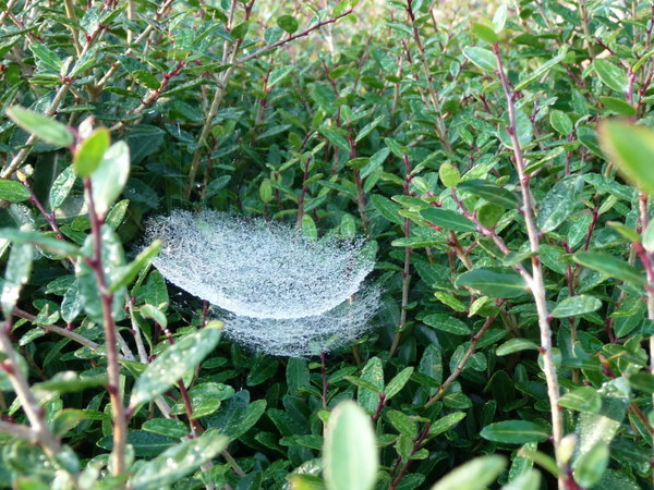 This looks like two webs, but it's not.