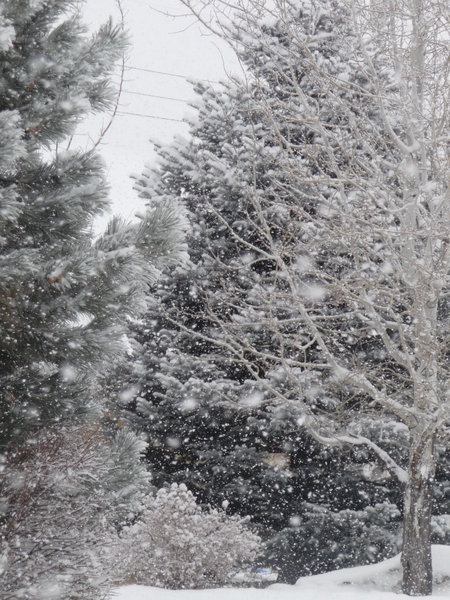 Snowy day in Billings...