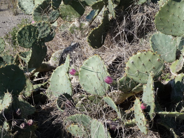 The prickly pear cacti have these